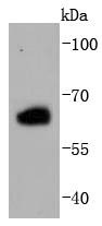 Anti-ER beta Antibody (4O93)