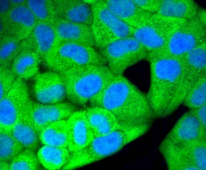 Anti-MAPK3/1 Antibody (1G244)