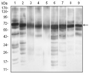 Anti-EIF2A Antibody (9P904)