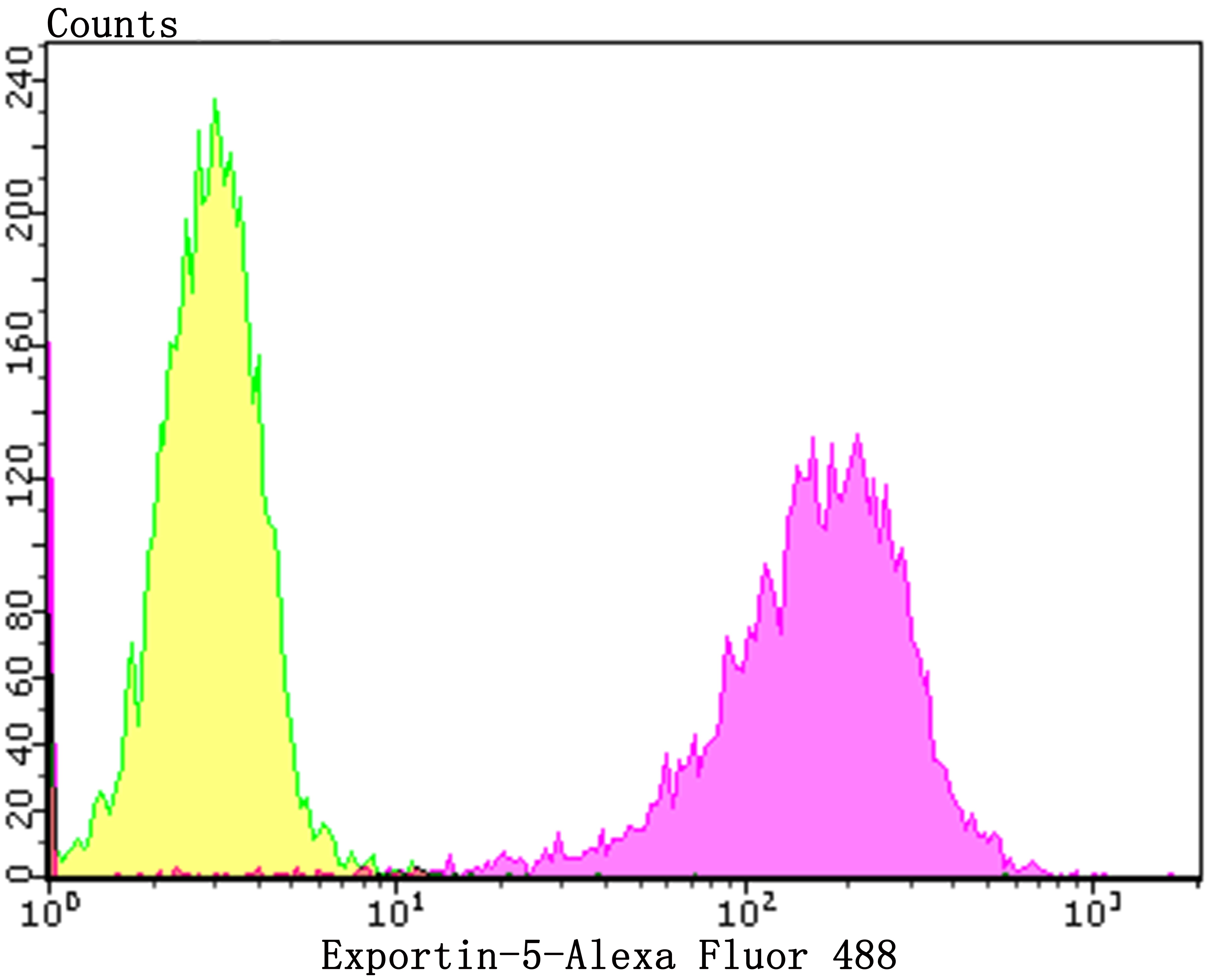 Anti-Exportin-5 Antibody (6J749)