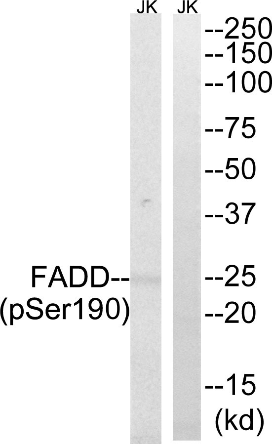 Anti-Phospho-FADD (Ser191) Polyclonal Antibody