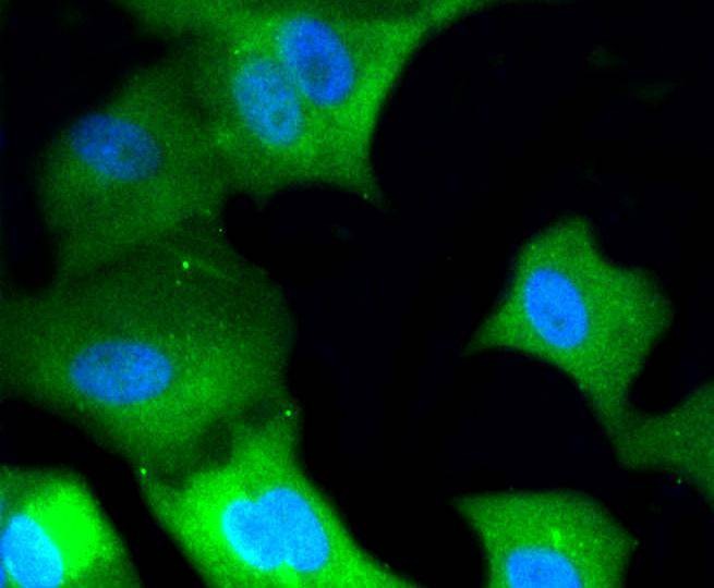 Anti-MAPK3/1 Antibody (1G244)