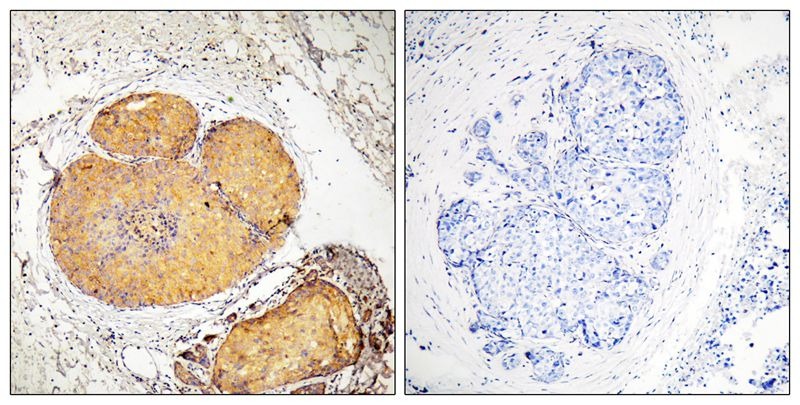 Anti-Phospho-FADD (Ser191) Polyclonal Antibody