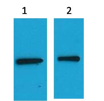 Anti-EYFP Polyclonal Antibody 2