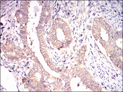 Anti-EIF2A Antibody (9P904)