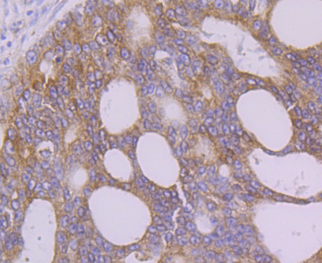 Anti-FAAH Antibody (9Q327)