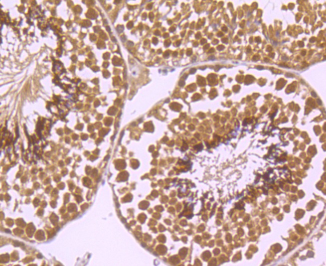 Anti-Exportin-5 Antibody (6J749)