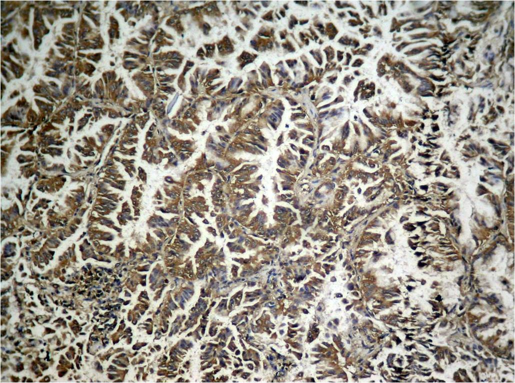 Anti-Phospho-EIF2S1 (Ser49) Polyclonal Antibody