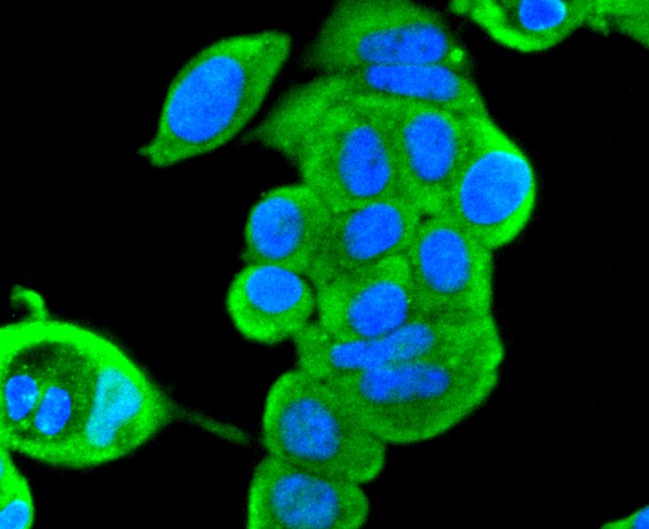 Anti-MAPK1 Antibody (5N256)