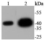 Anti-MAPK1 Antibody (5N256)