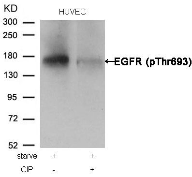 Anti-Phospho-EGFR (Thr693) Polyclonal Antibody