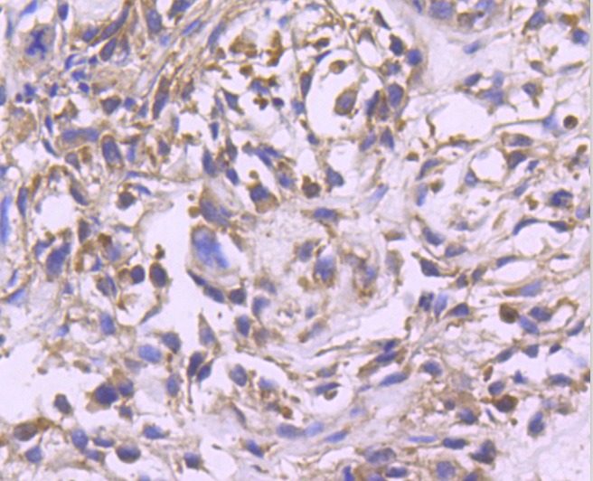 Anti-MAPK1 Antibody (5N256)