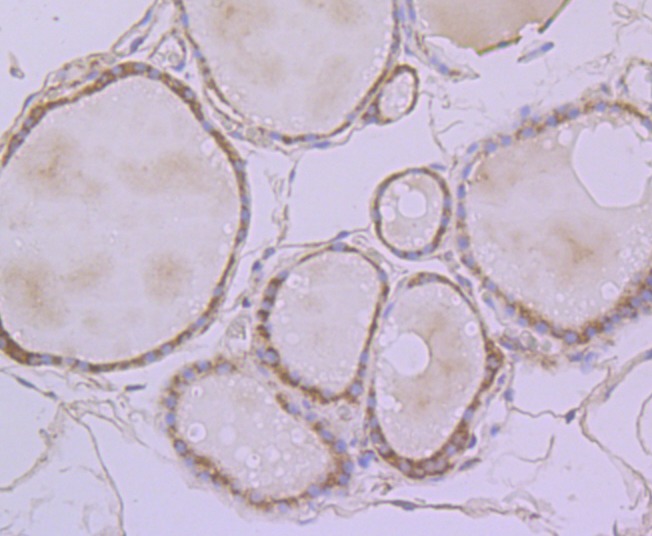 Anti-ERP29 Antibody (2E160)