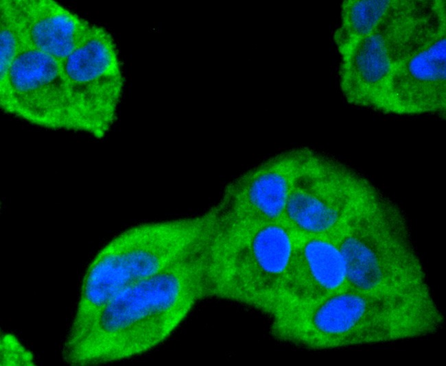 Anti-MAPK1 Antibody (5N256)