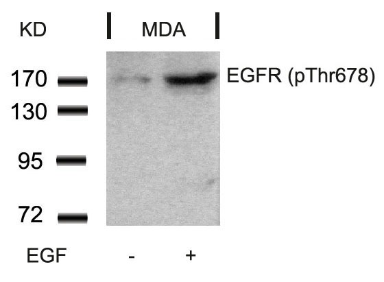 Anti-Phospho-EGFR (Thr678) Polyclonal Antibody