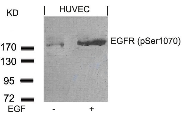 Anti-Phospho-EGFR (Ser1070) Polyclonal Antibody