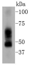 Anti-ELK1 Antibody (1X79)