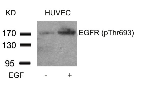 Anti-Phospho-EGFR (Thr693) Polyclonal Antibody