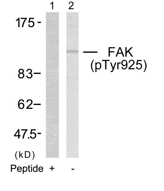 Anti-Phospho-PTK2 (Tyr925) Polyclonal Antibody