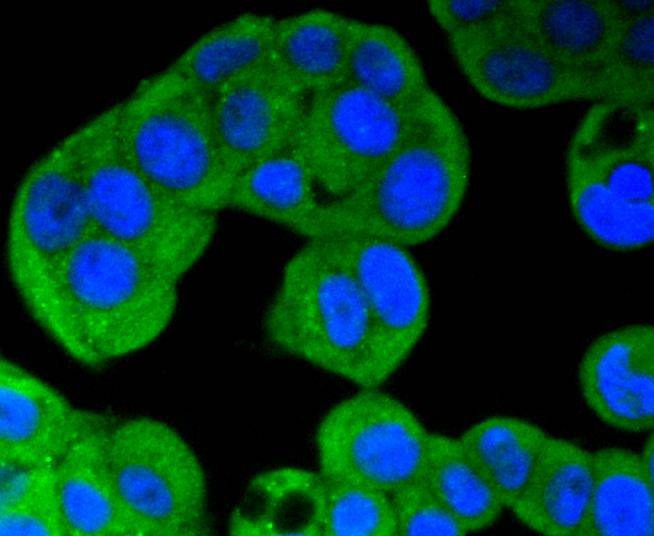 Anti-ERK5 Antibody (5E286)