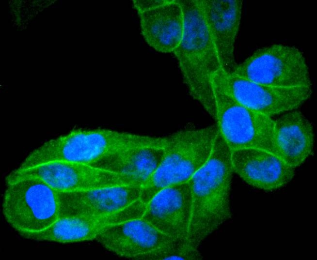 Anti-EGFR Antibody (2W575)
