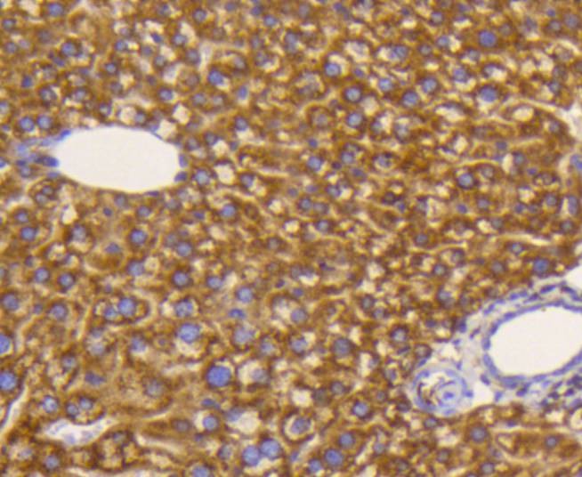 Anti-EIF5A Antibody (9P939)