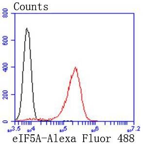 Anti-EIF5A Antibody (9P939)