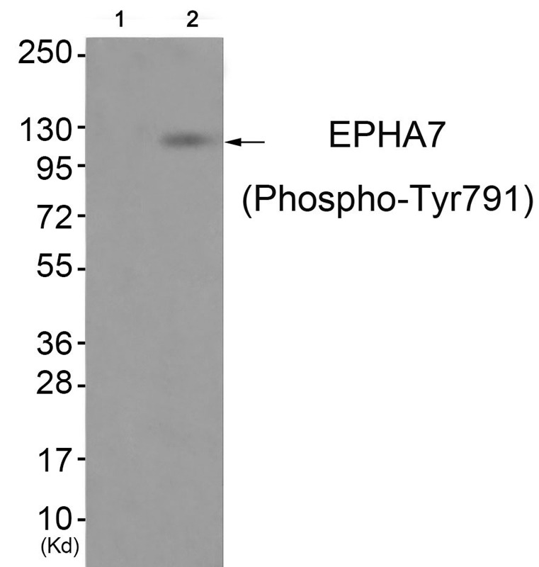 Anti-Phospho-EphA7 (Tyr791) Polyclonal Antibody