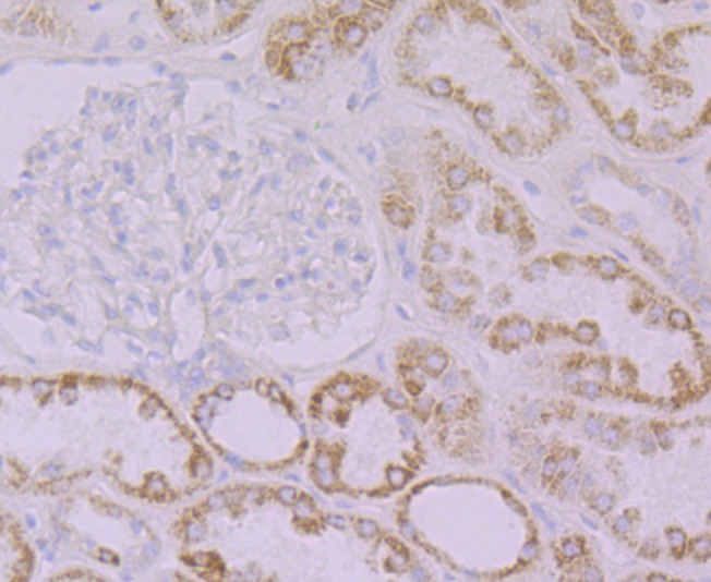 Anti-Emi1 Antibody (9H429)