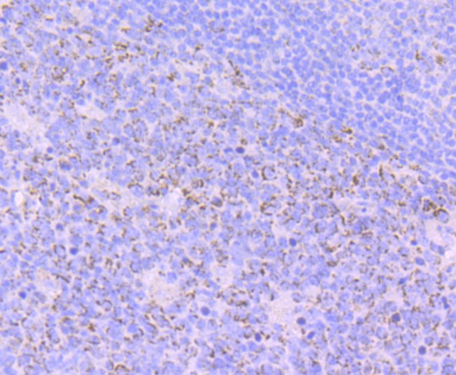 Anti-Emi1 Antibody (9H429)