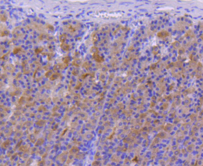 Anti-FANCD2 Antibody (8B144)