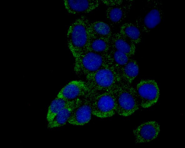 Anti-Emi1 Antibody (9H429)