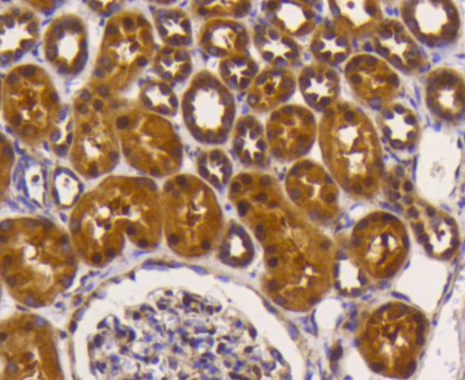 Anti-EIF5A Antibody (9P939)