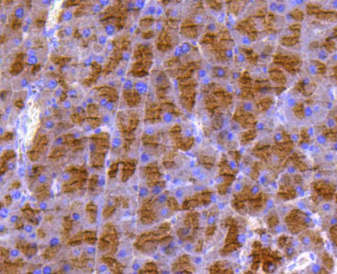 Anti-DUSP6 Antibody (2Q808)