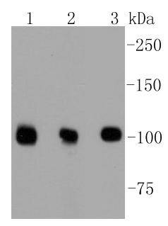 Anti-DGCR8 Antibody (8J740)