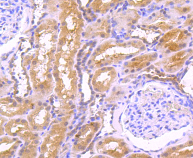 Anti-EGF Antibody (6Q301)