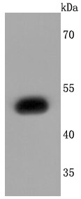 Anti-S1PR1 Antibody (9T480)