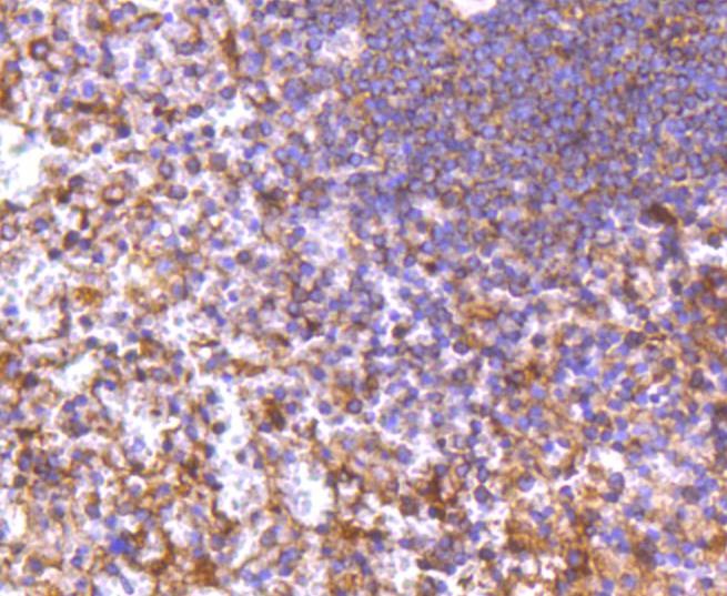 Anti-SMAC Antibody (2W730)