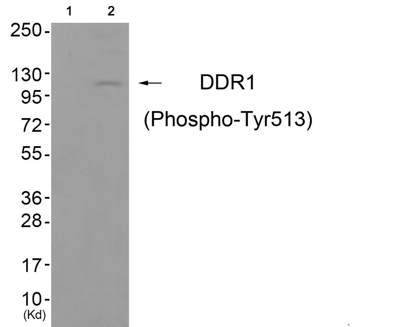 Anti-Phospho-DDR1 (Tyr513) Polyclonal Antibody