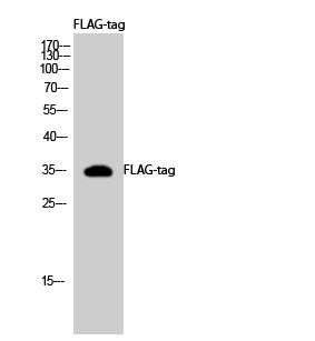 Anti-DYKDDDDK-Tag Polyclonal Antibody