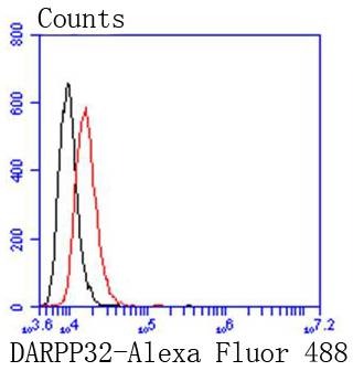 Anti-DARPP-32 Antibody (1B13)