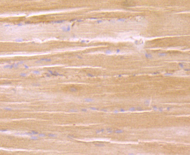 Anti-EEF1A1 Antibody (9F149)