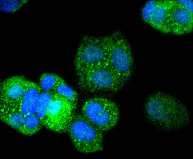 Anti-DARPP-32 Antibody (1B13)