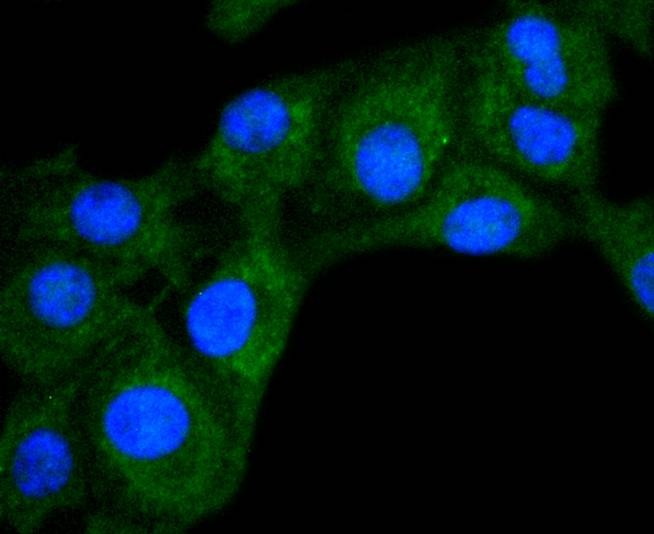 Anti-SMAC Antibody (2W730)