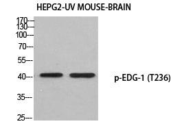 Anti-Phospho-S1PR1 (Thr236) Polyclonal Antibody