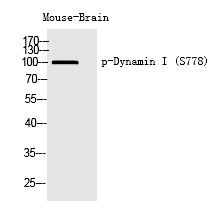Anti-Phospho-DNM1 (Ser778) Polyclonal Antibody