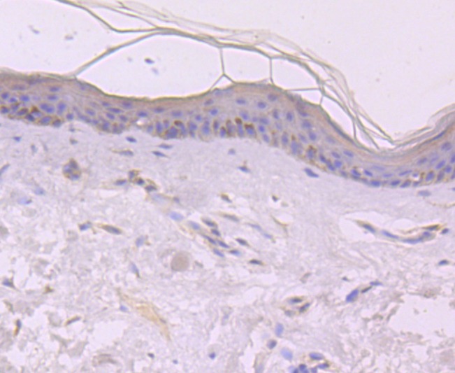 Anti-EGF Antibody (6Q301)