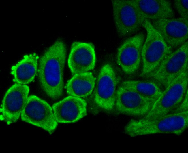 Anti-EEF1A1 Antibody (9F149)