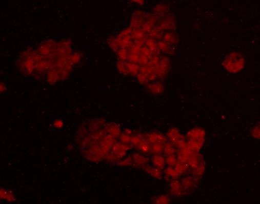Anti-EEA1 Antibody (2X782)
