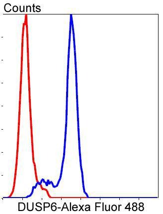 Anti-DUSP6 Antibody (2Q808)